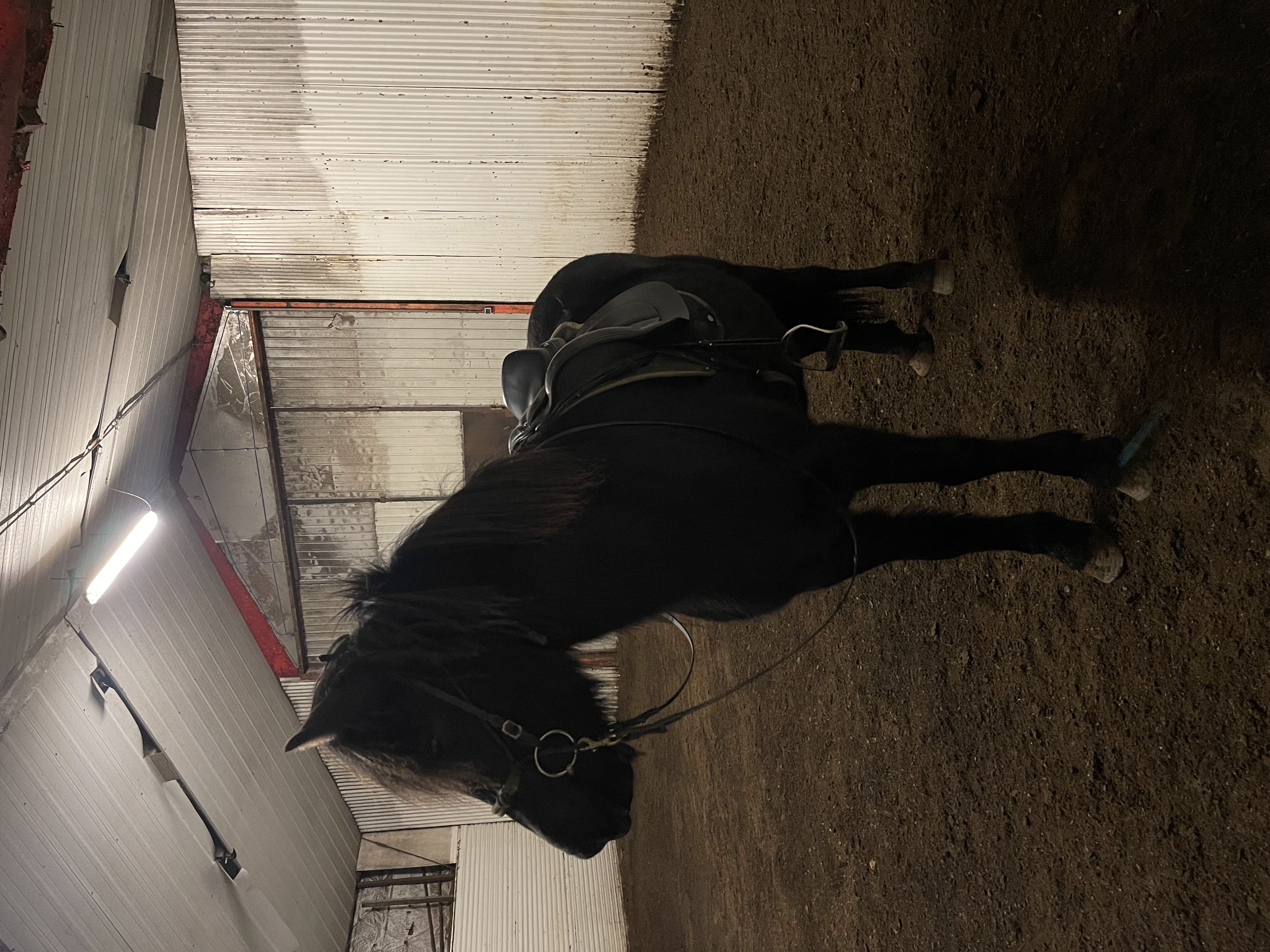 Benedicte trener islandshest